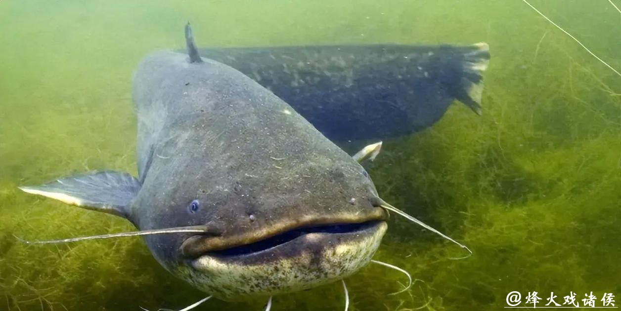 男子夜潜12米深水库,偶遇巨型鲶鱼,鱼嘴比人头都宽!网友:这鱼会吃小孩! 男子夜潜12米深水库,偶遇巨型鲶鱼,鱼嘴比人头都宽!网友:这鱼会吃小孩!